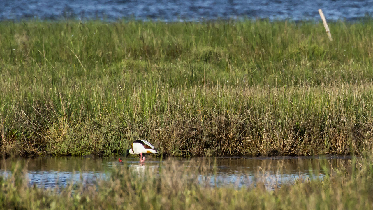 Valle Millecampi a Codevigo